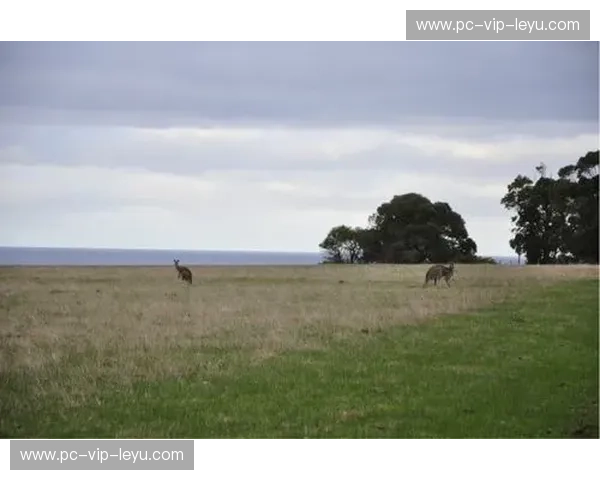 跨越赤道的绿茵激情：悉尼与利物浦的足球对话